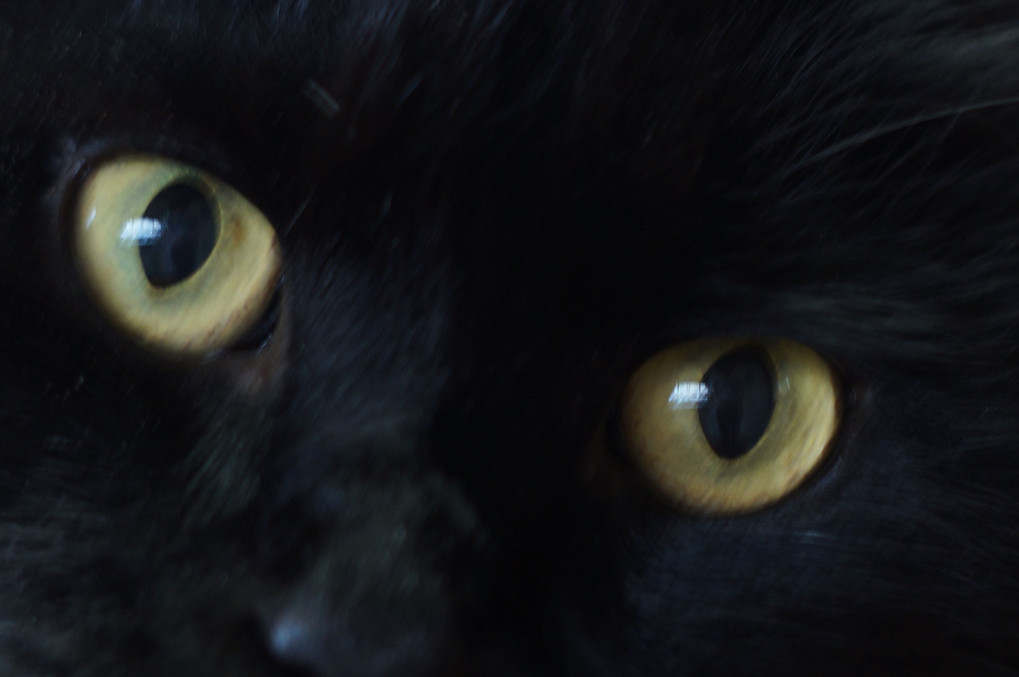 cat’ｓ eye