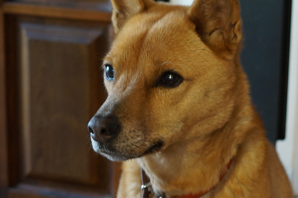 戌年生まれ犬もうすぐ12歳