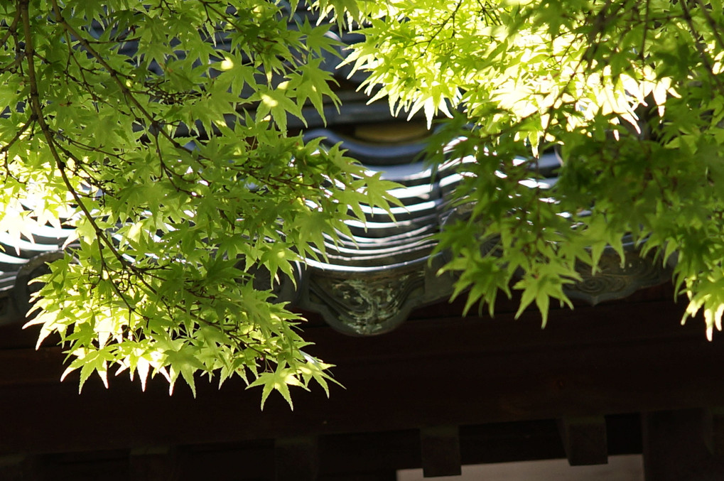 青紅葉インスタ映えする寺の庭