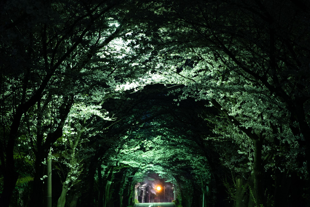 魔界桜トンネル