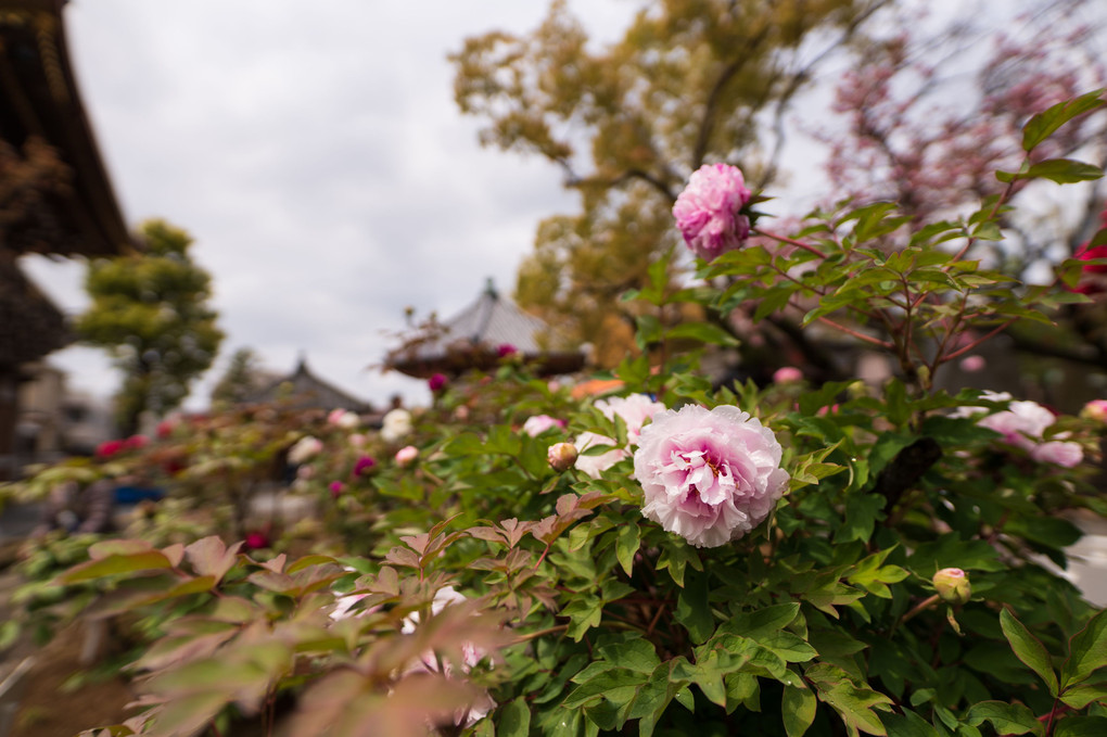 西新井大師の牡丹