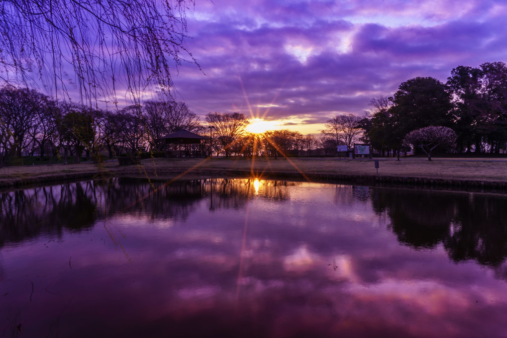 Purple Morning