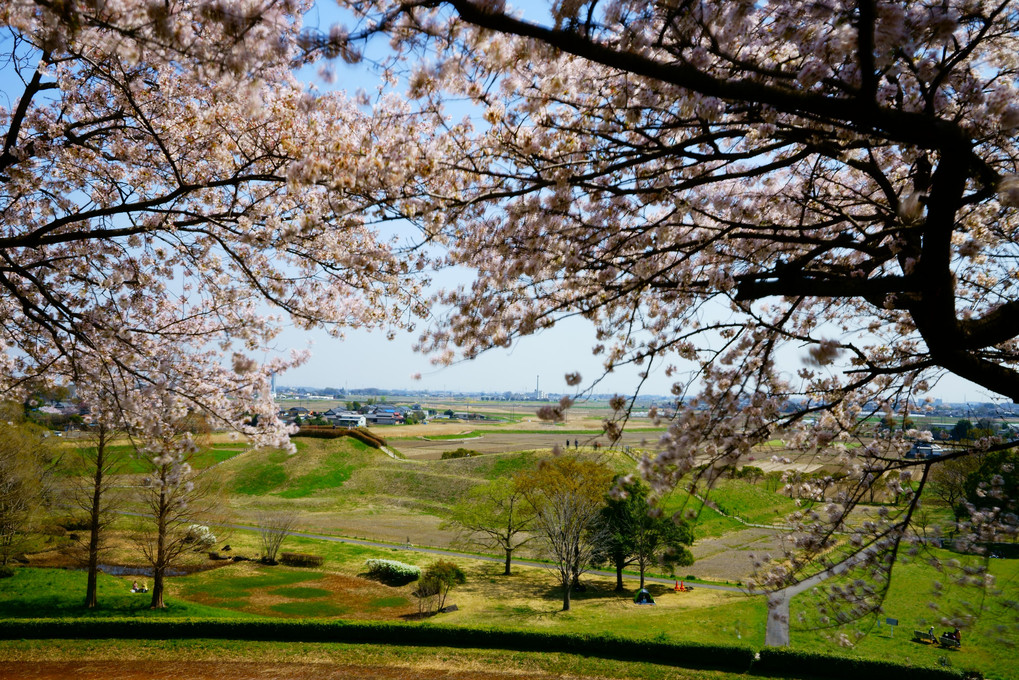 こふんの桜