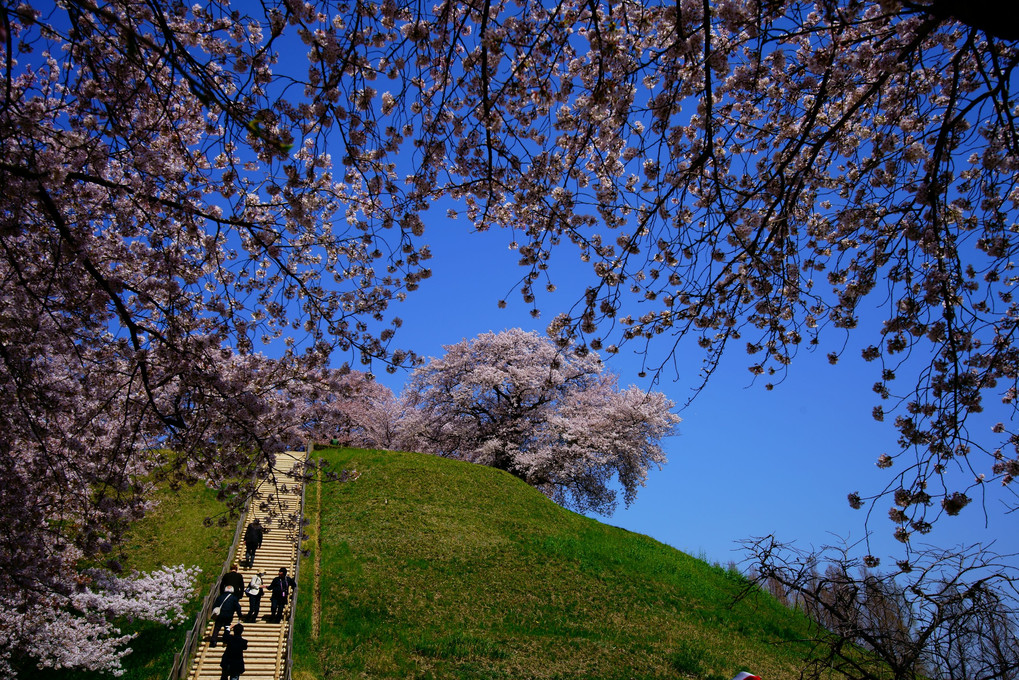 こふんの桜