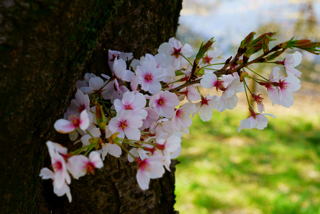 こふんの桜