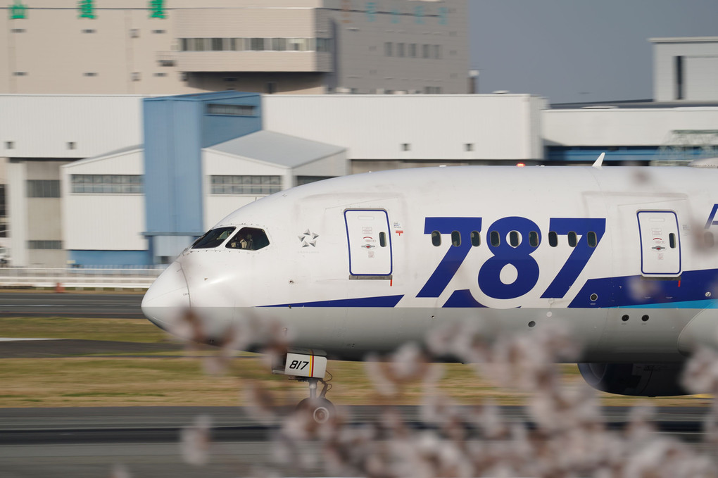 Sakura787