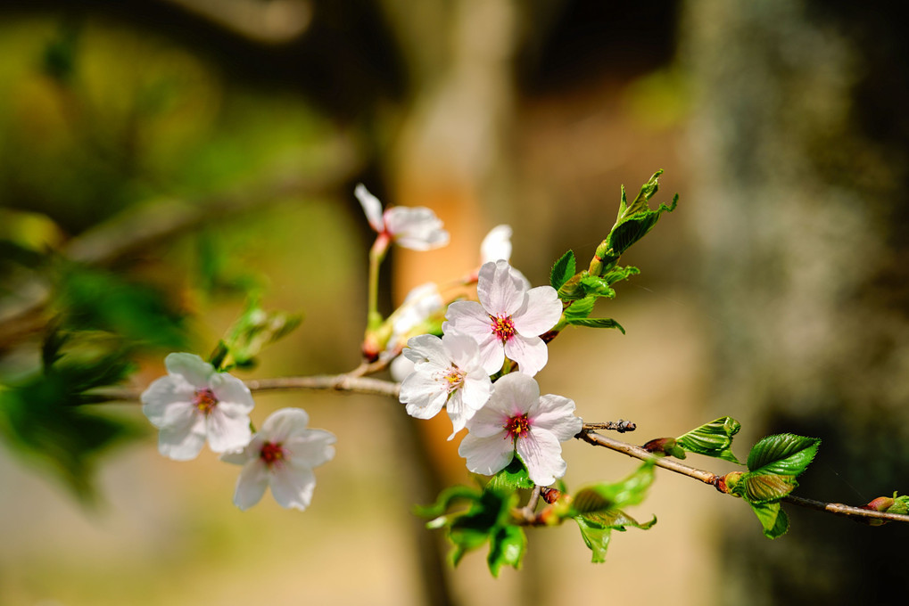 武田神社境内の桜