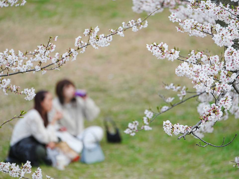 春の贈りもの「桜の下で楽しいランチ」