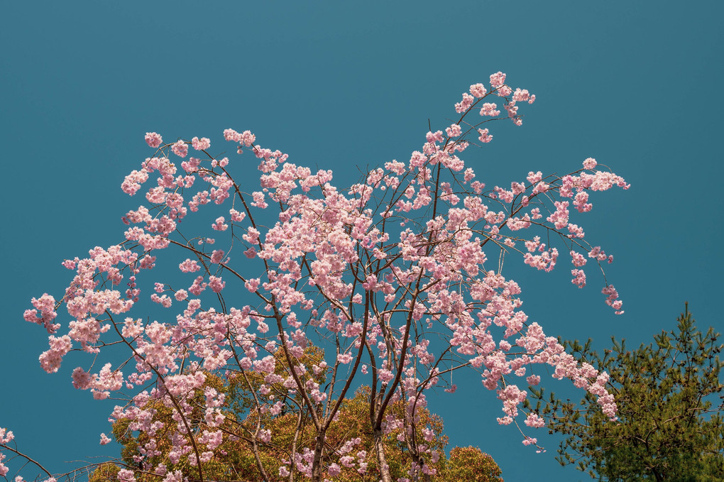 青空と枝垂れ桜