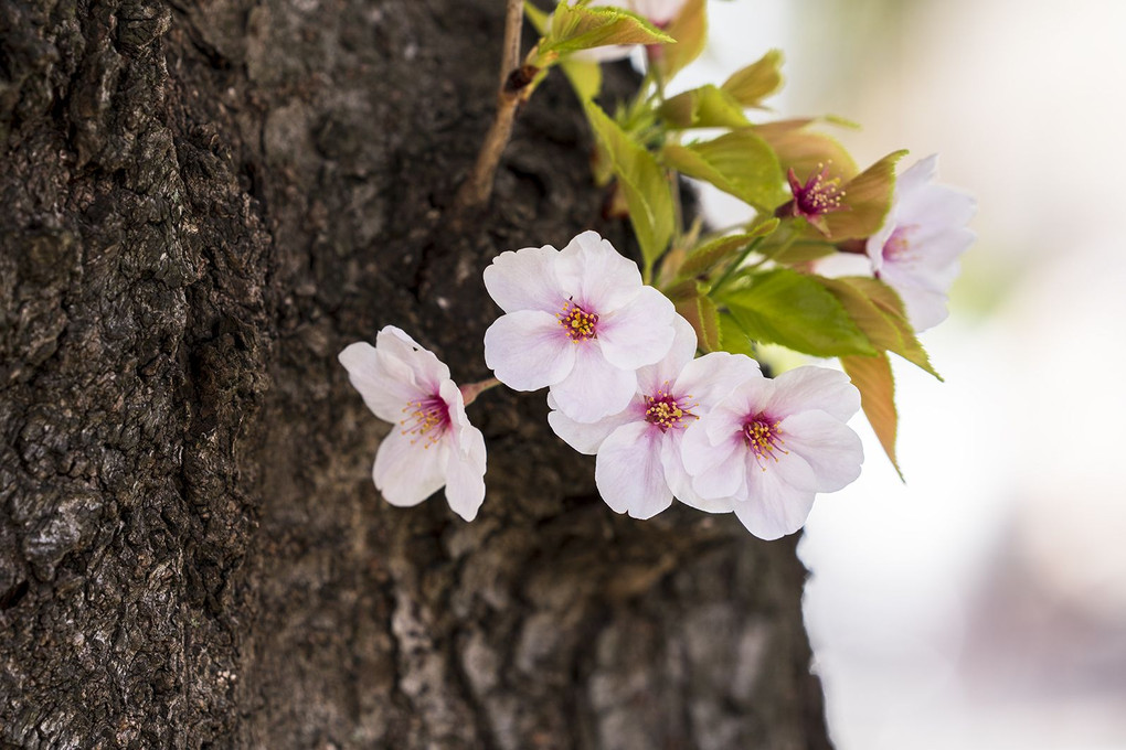 桜・・散り始め