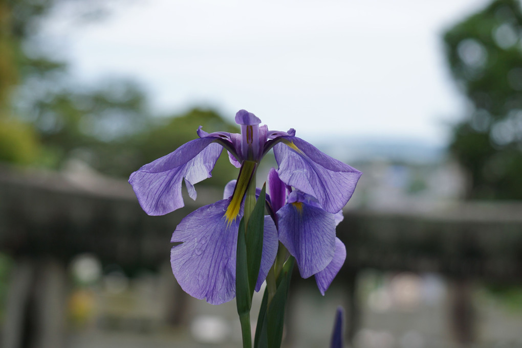 菖蒲祭り