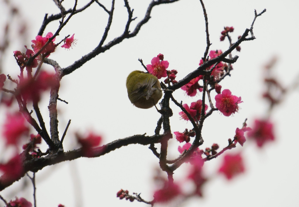 花と鳥