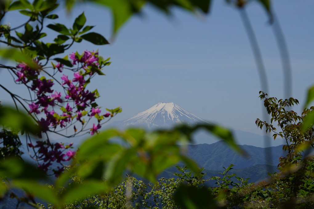 奥多摩、御岳山&大岳山の花達