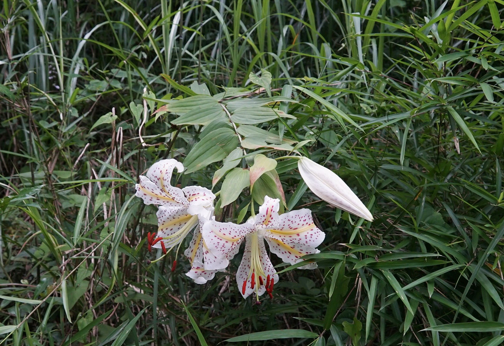 梅雨時期、高尾山の花達