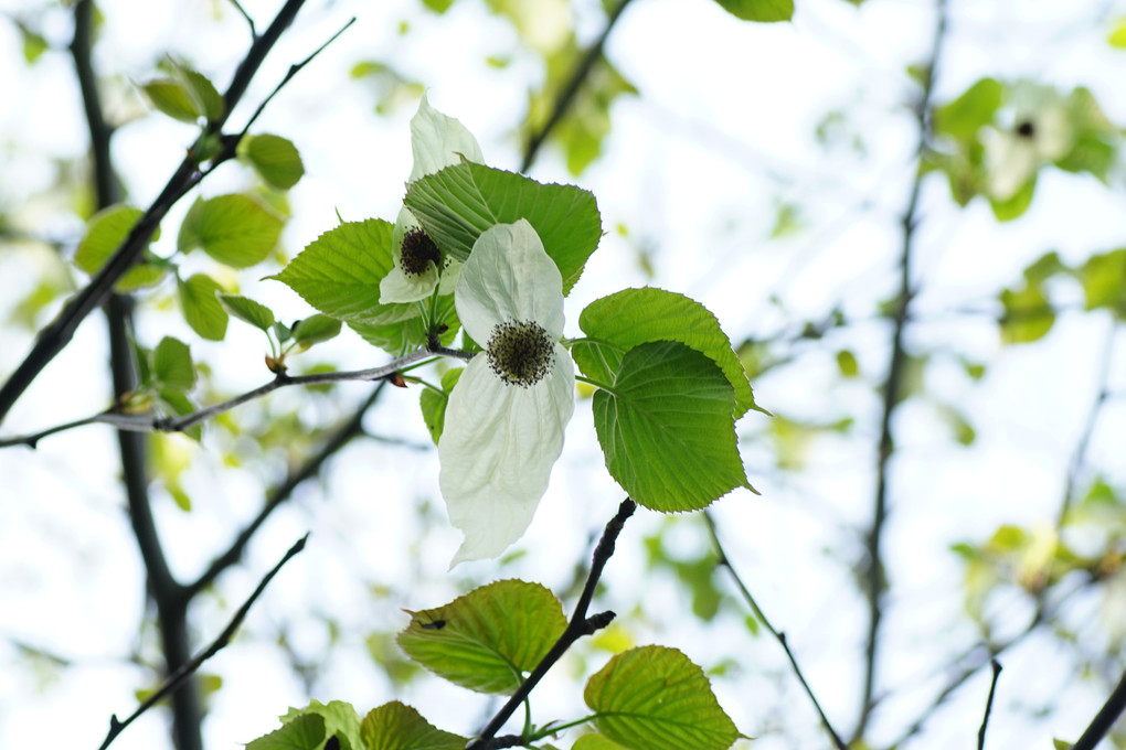 4月の白系の花、樹木偏