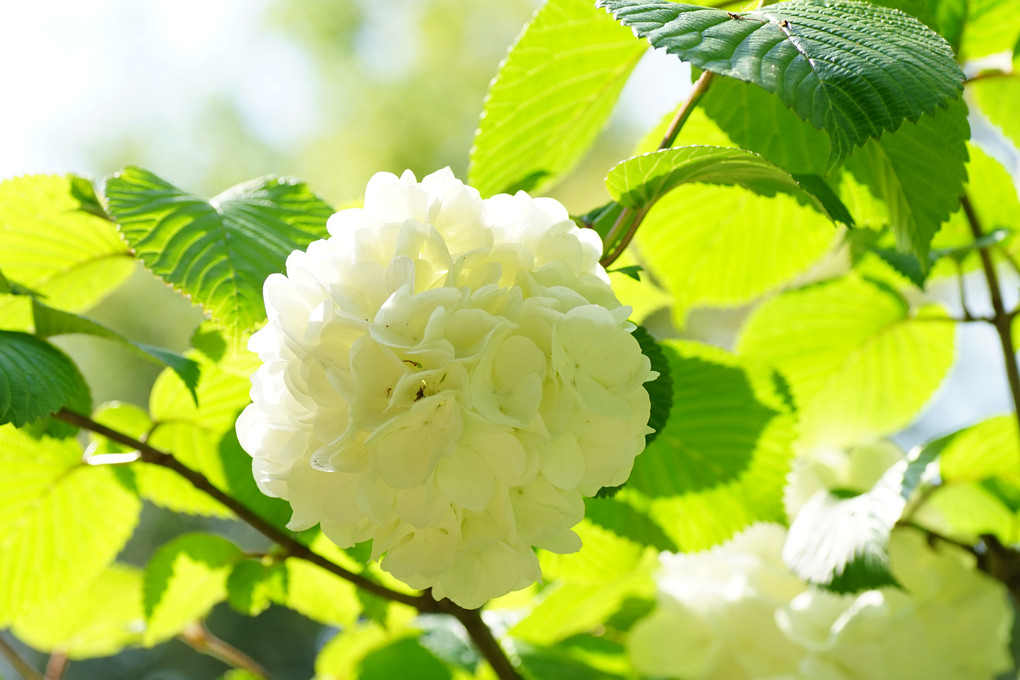 4月の白系の花、樹木偏