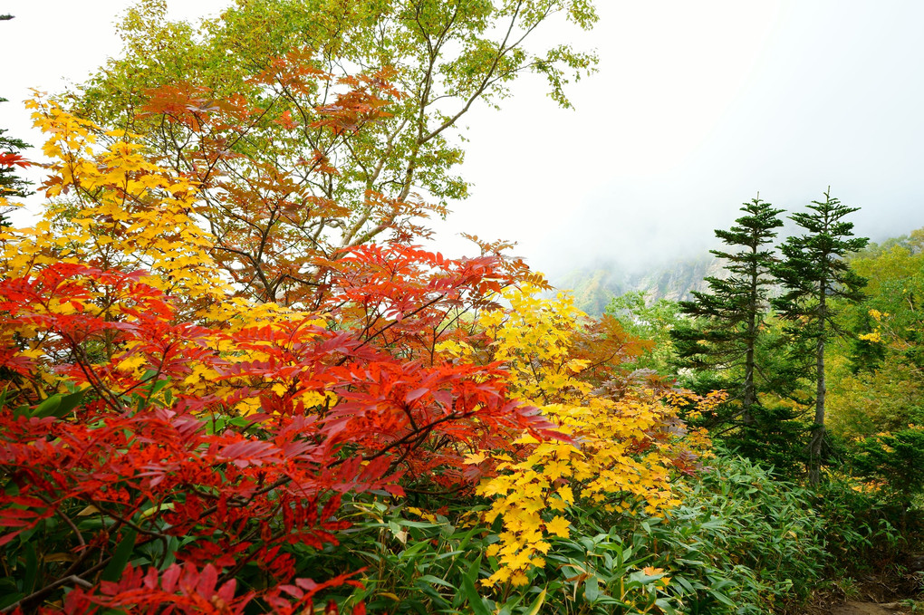 山では紅葉真っ盛り(*^^)v