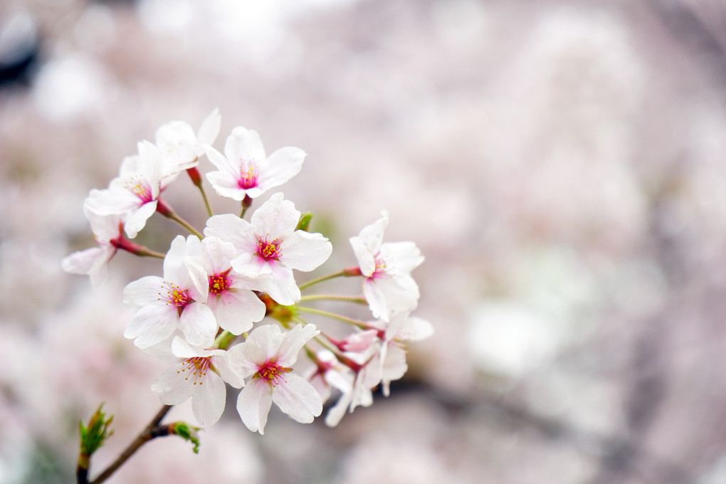 新宿御苑の桜　#1