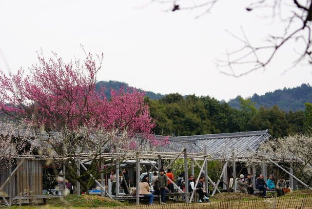 金熊寺梅林（ピンク）