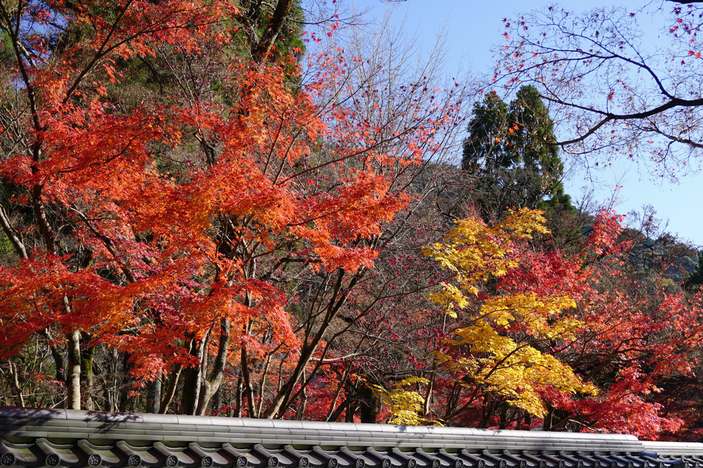 京都永観堂・名残の秋