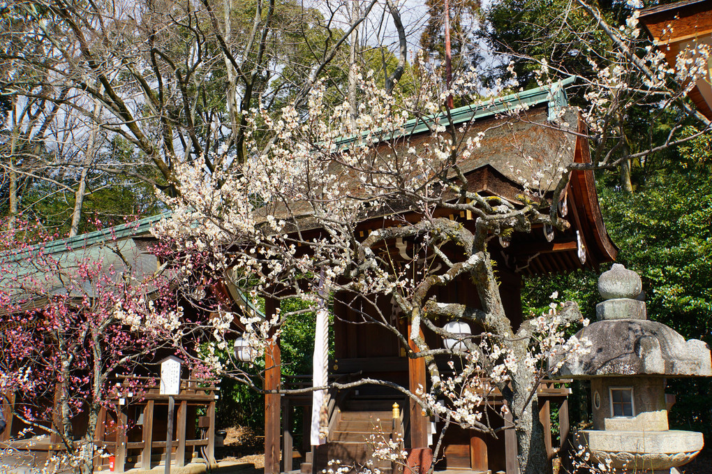 梅花祭② 北野天満宮