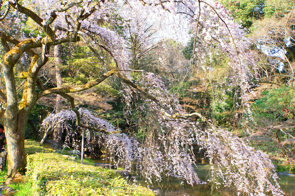 京都御苑､旧近衛邸跡の糸桜(枝垂れ)