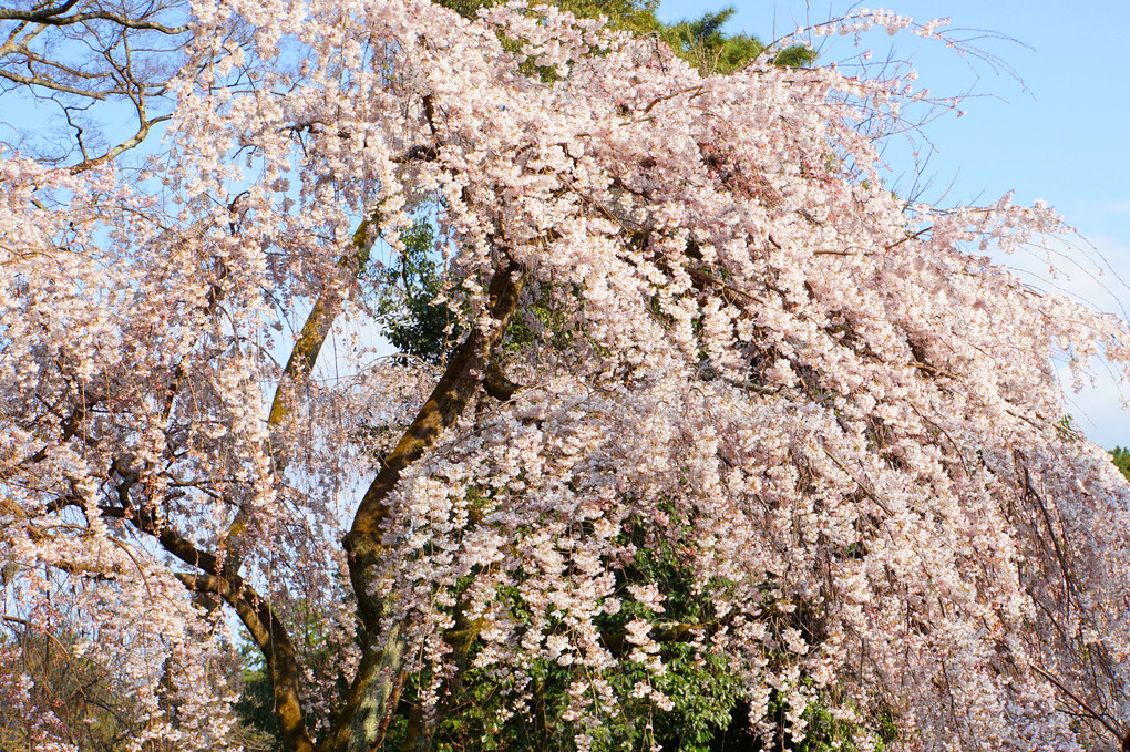 京都御苑､旧近衛邸跡の糸桜(枝垂れ)