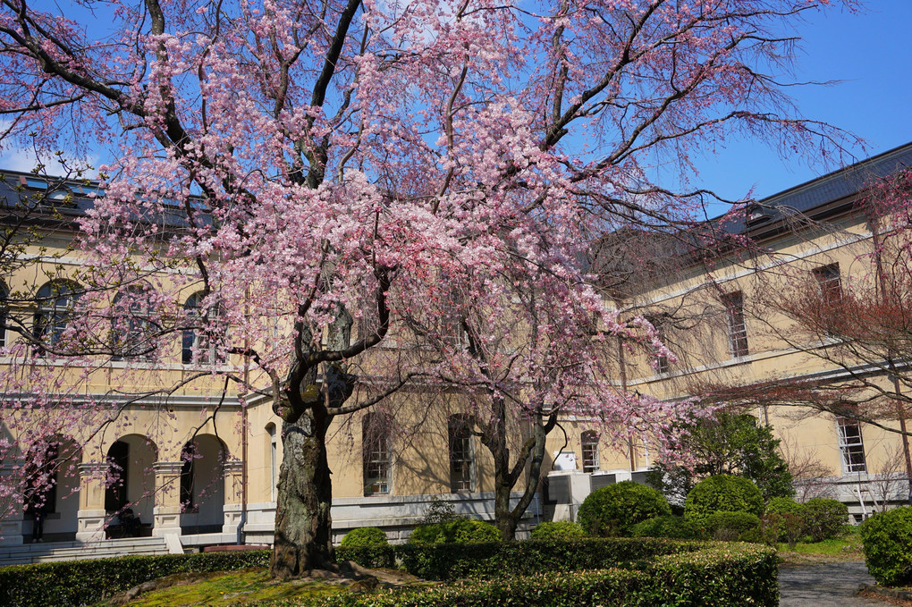 京都府庁､旧本館中庭