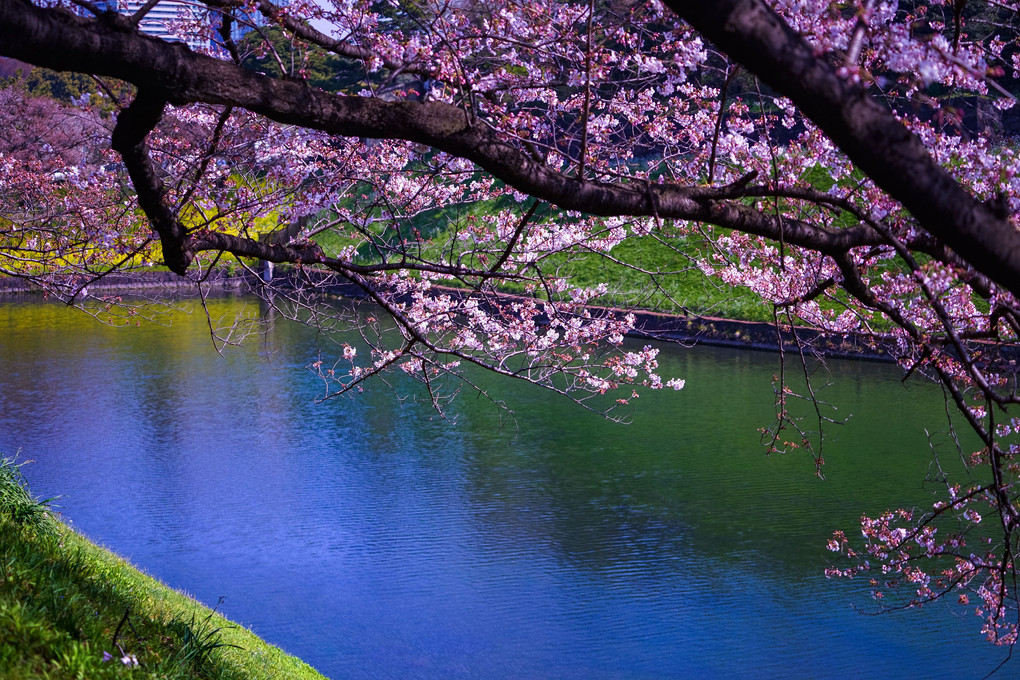 千鳥ヶ淵の桜。朝〜夜