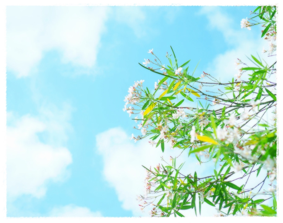pokapoka　秋の青空と花たち