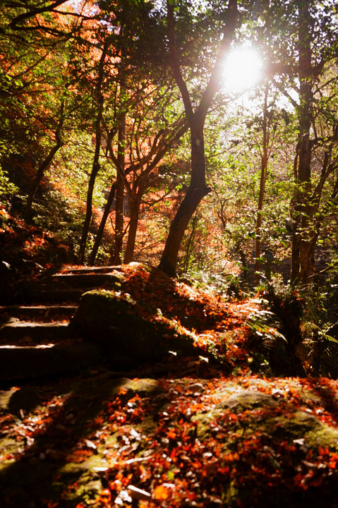 王滝渓谷　紅葉と光
