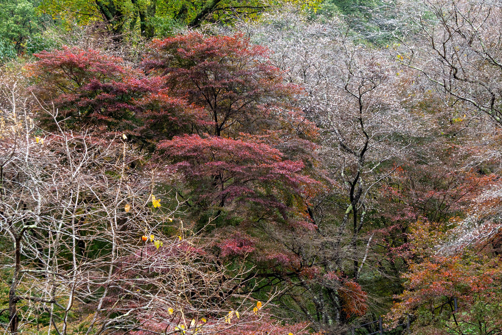 小原の四季桜の里