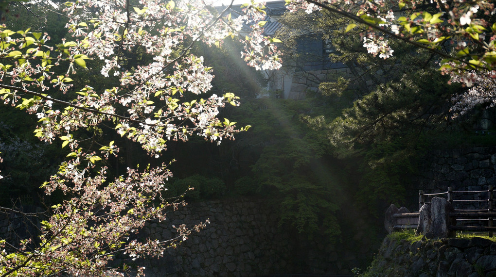 岡崎城の桜まつりを終えて