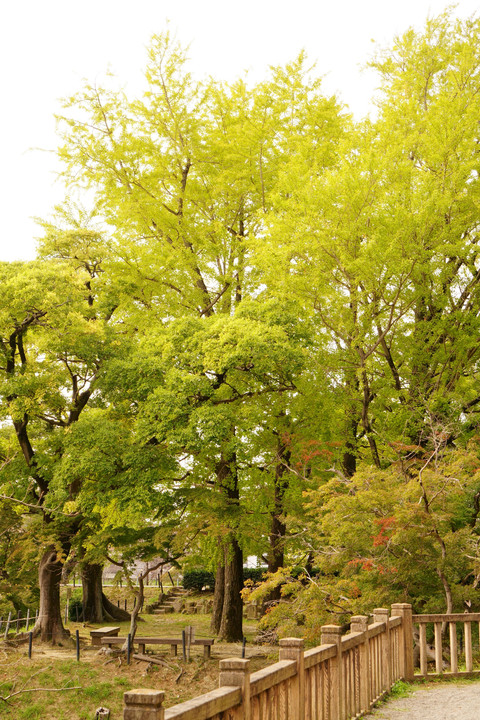 岡崎公園のイチョウの木