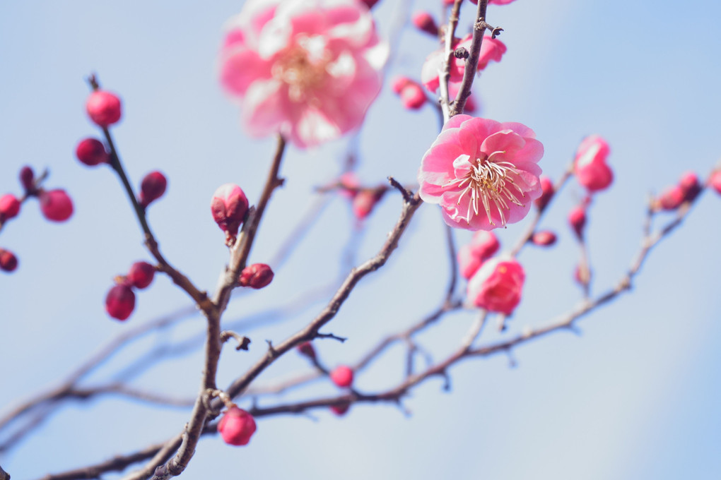 岡崎南公園梅まつりが始まりました。