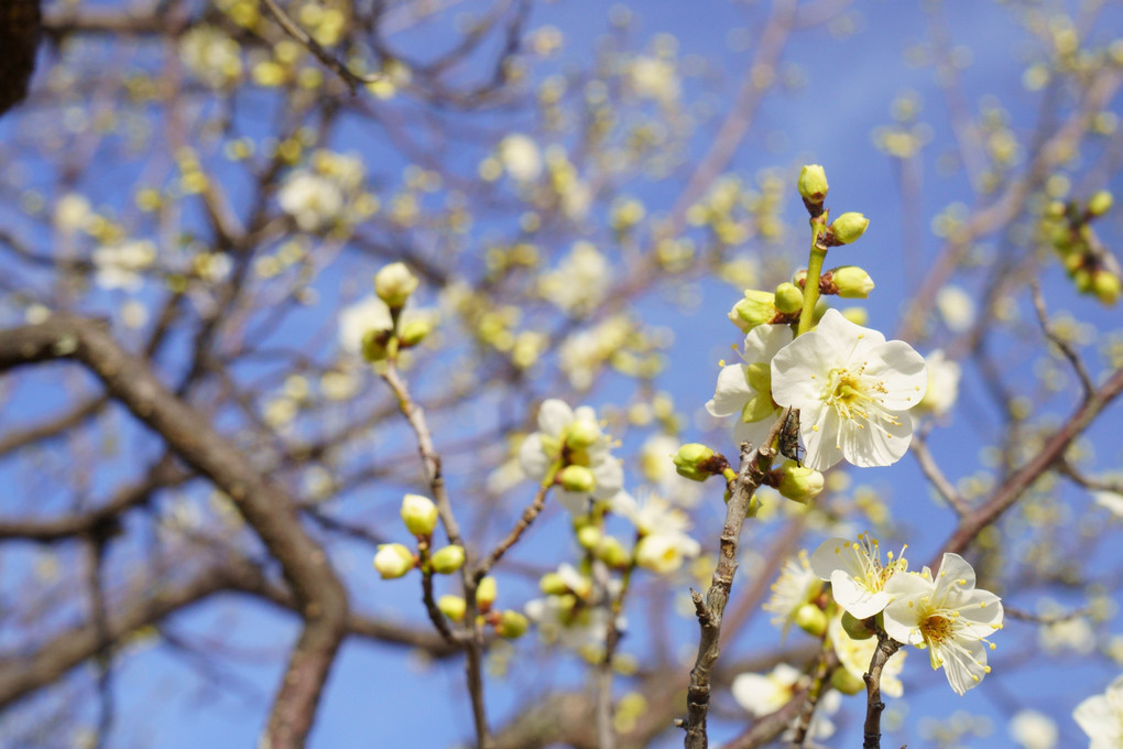 岡崎南公園梅まつりが始まりました。