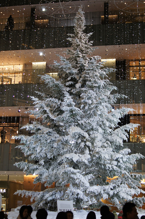 2013年 KITTEのクリスマスツリー