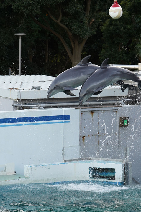 イルカのジャンプ＠しながわ水族館