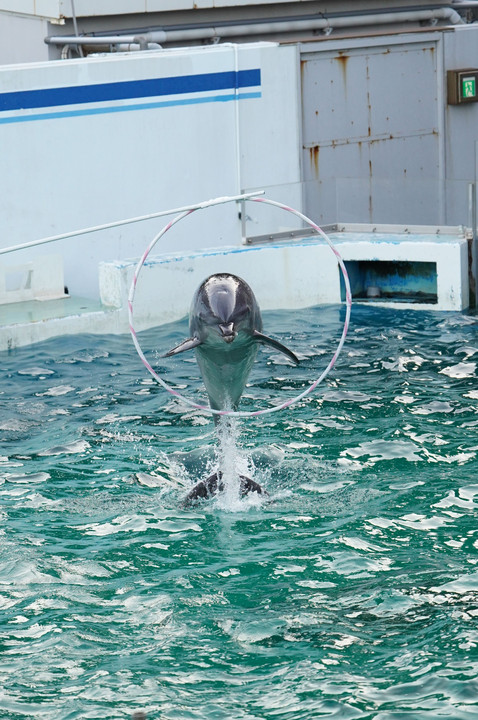 イルカのジャンプ＠しながわ水族館
