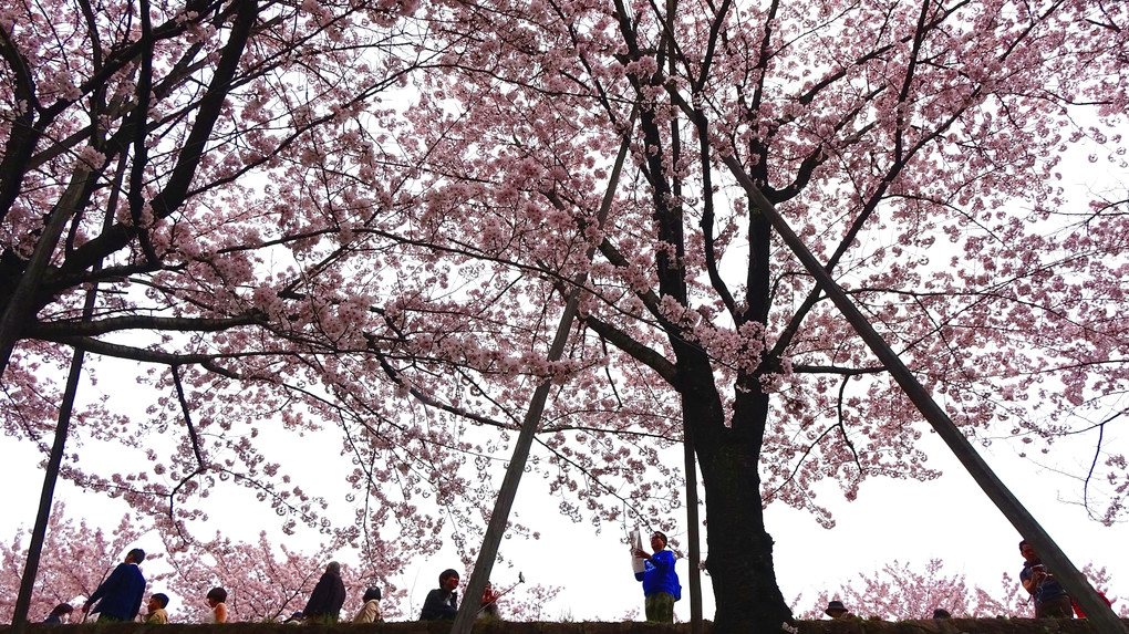 見上げれば、桜の花の盛りなり