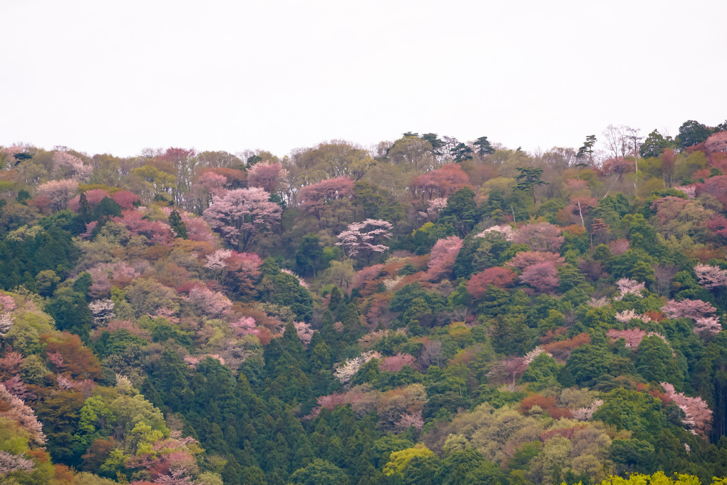 山桜