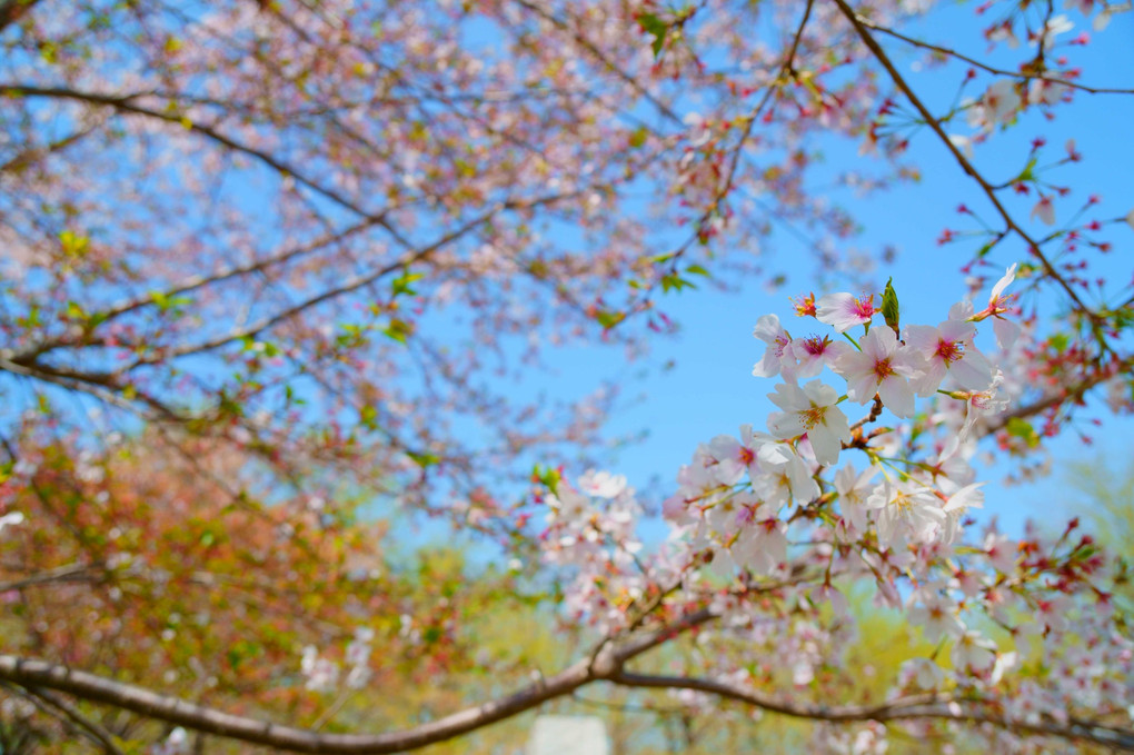 昭和記念公園に咲く桜