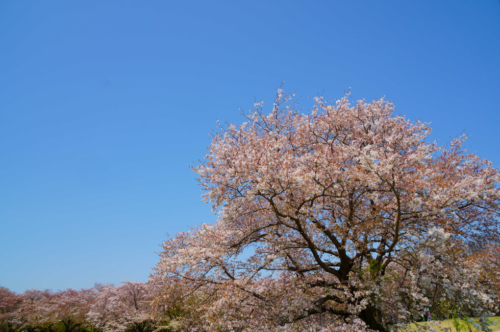 昭和記念公園に咲く桜