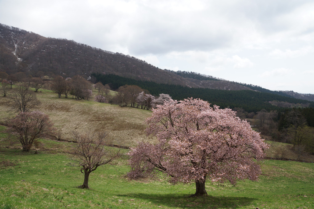 西蔵王　大山桜（１）