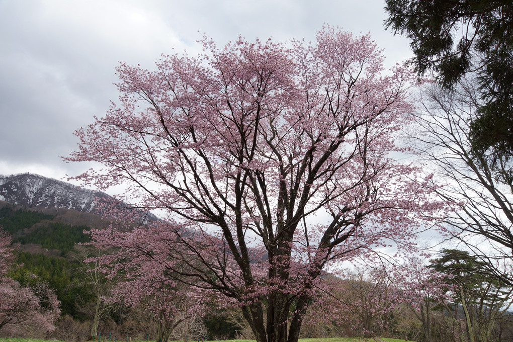 西蔵王　大山桜（２）