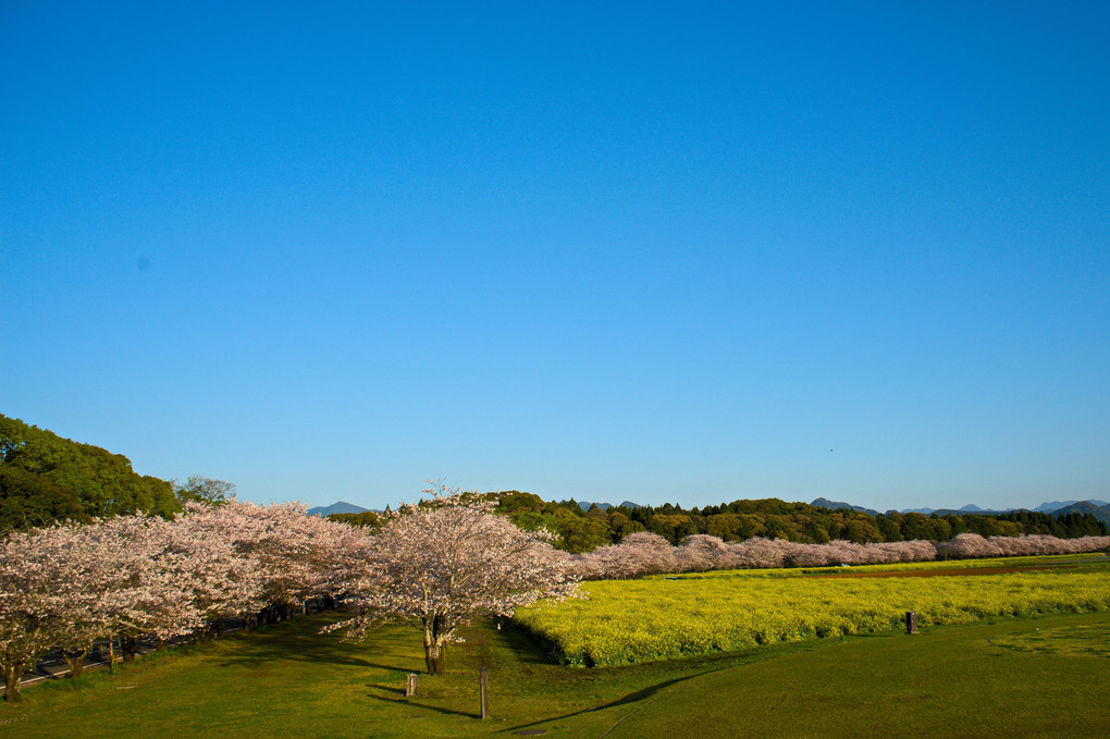 桜の道はどこまでも