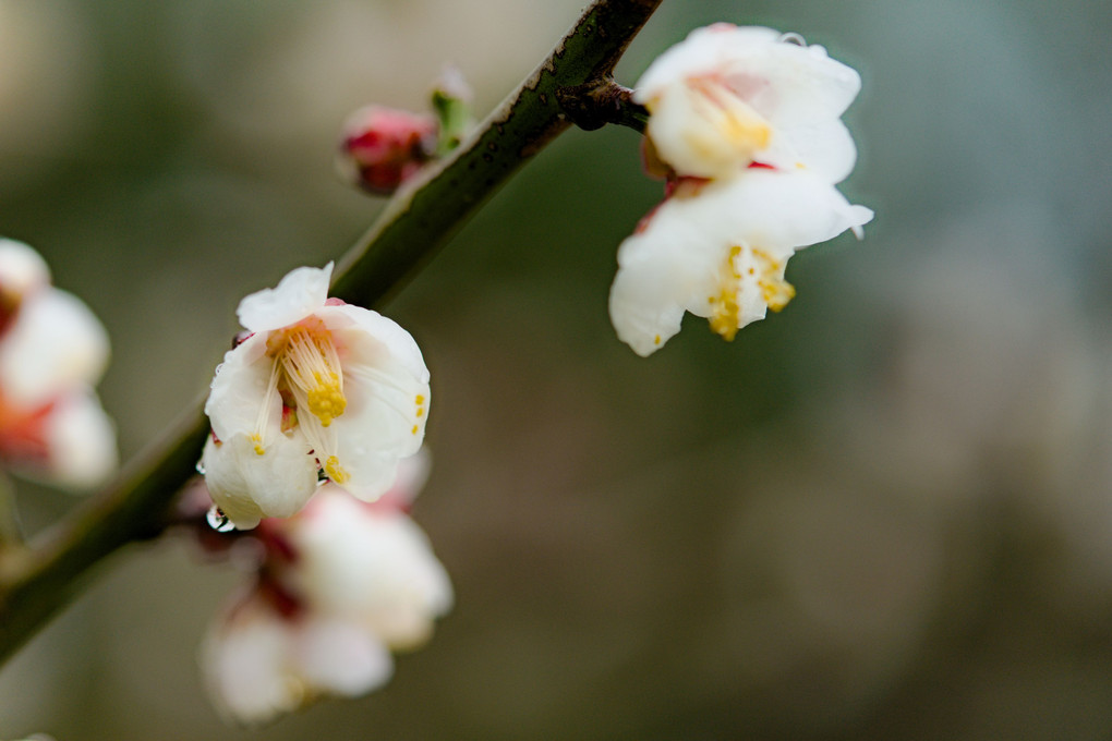 白梅の開花　3