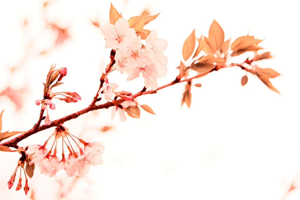 桜餅のイメージで