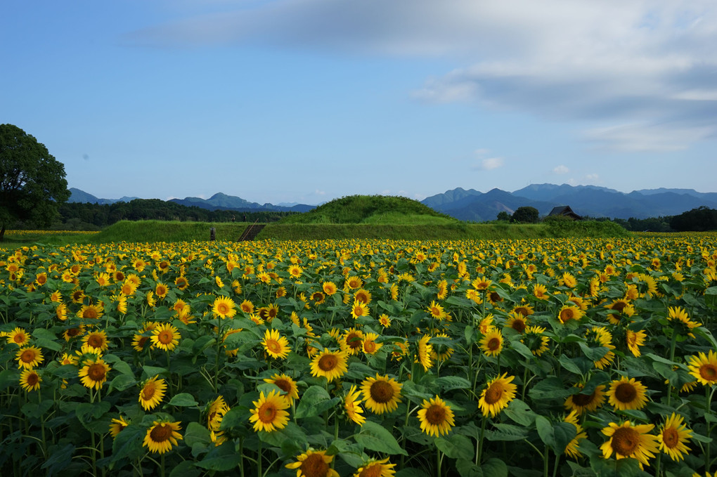 鬼の窟古墳とヒマワリ（西都原古墳群）