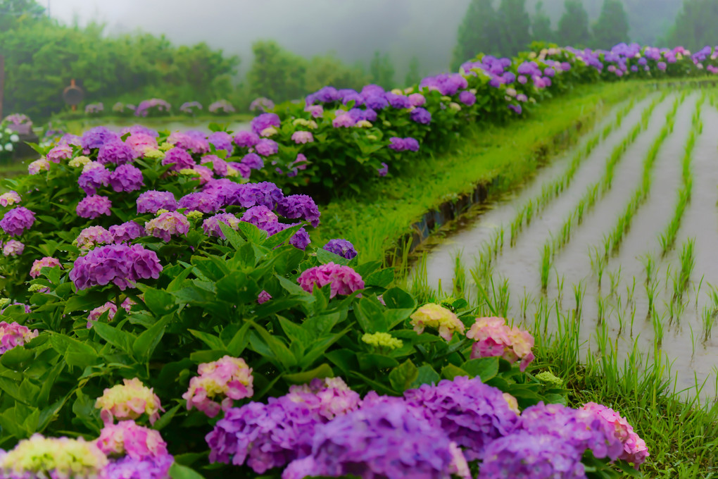棚田の紫陽花